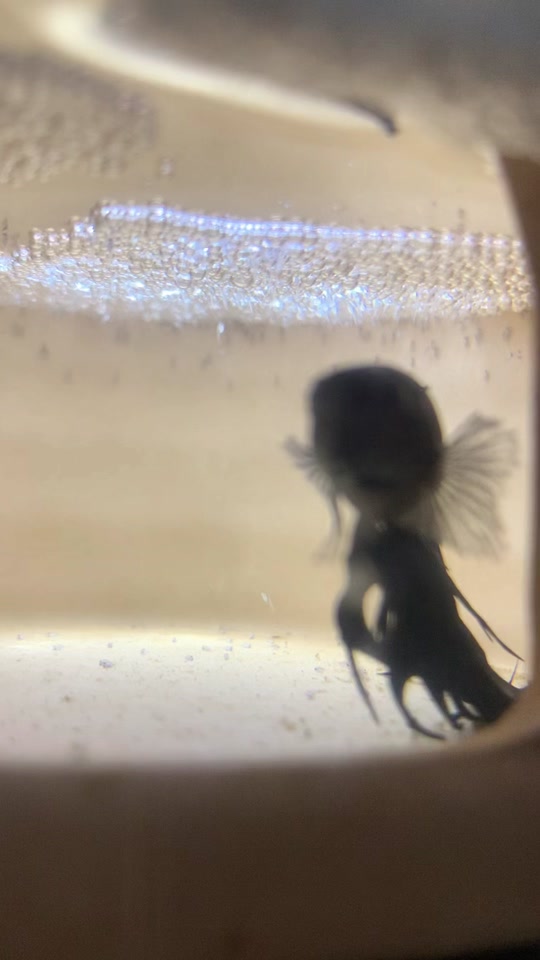 剑侠世界2手游：江湖再起，剑指巅峰