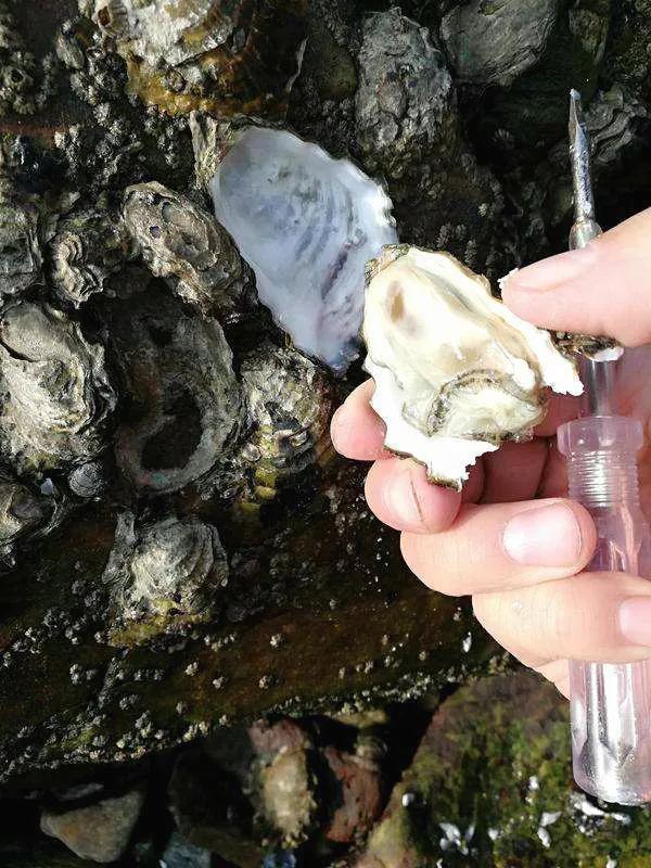 梦幻西游手游狮驼宝石：提升实力的秘密武器