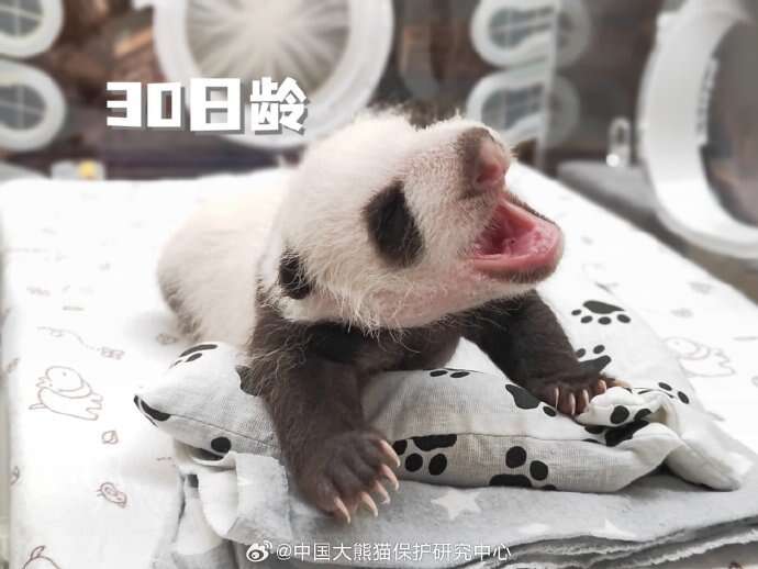 梦幻西游人工客服：为您提供专业解答与支持