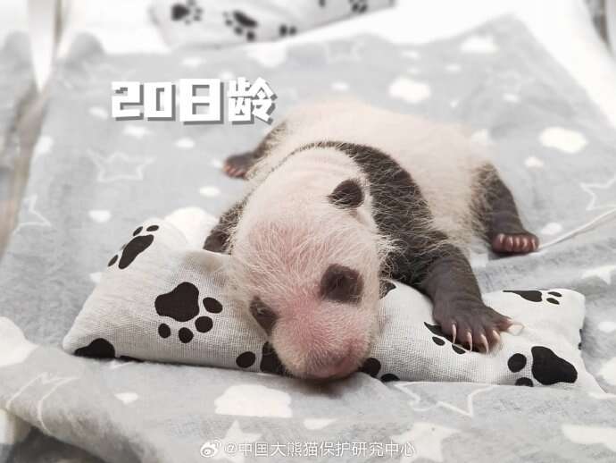 开放世界类手游:探索无限可能,体验自由之旅 开放世界类手游:探索无限可能,体验自由之旅